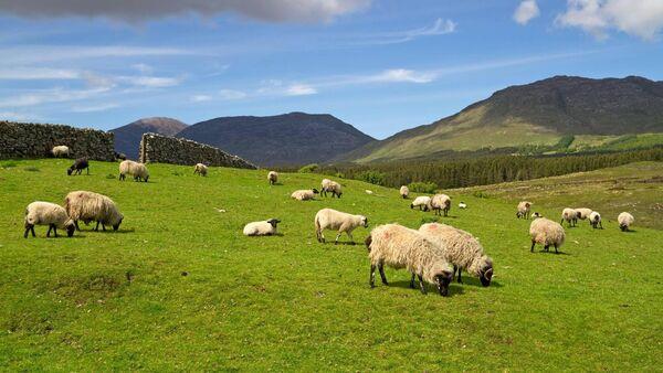 Sheep and goat keepers must complete census form 