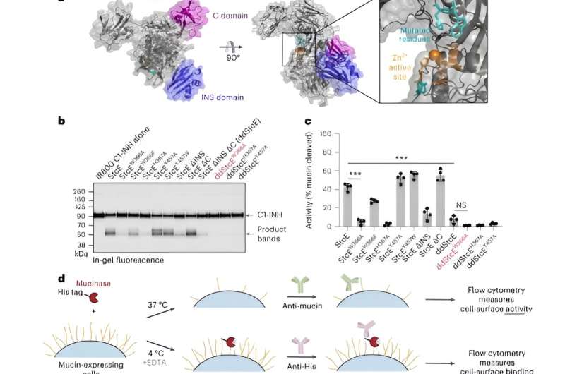 Bioengineered tool unmasks cancer cells