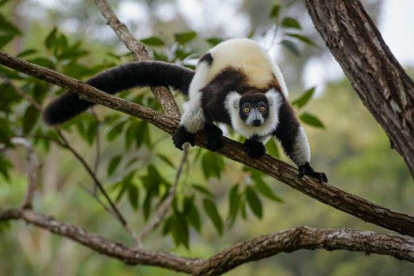 black and white lemur on branch of tree