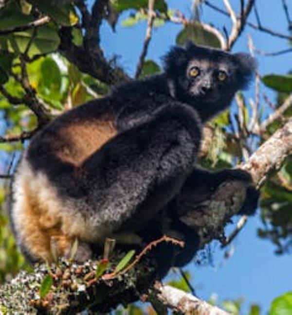 close up of black and grey lemur on branch in tree, blue sky